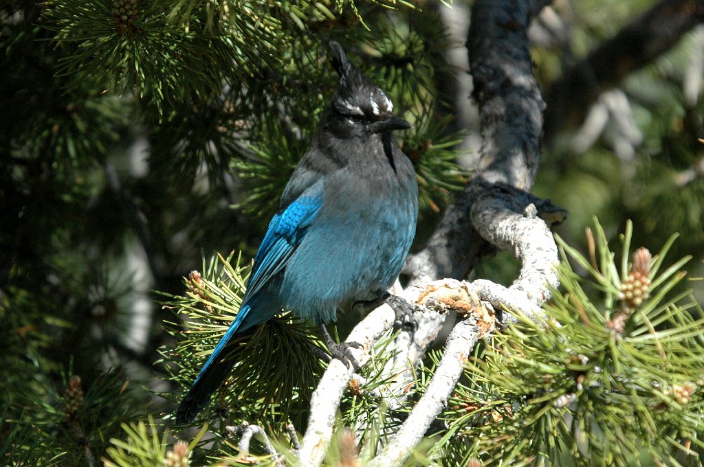 Jay, Stellar's, 2005-06193510 RMNP, CO.JPG